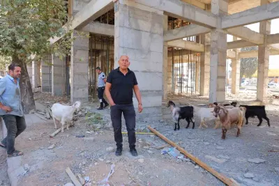 Kahramanmaraş'ta Sahipsiz 9 Keçi Esnafın Koruması Altında Sahibini Bekliyor