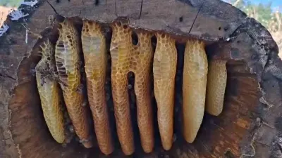 Bingöl'ün Dağlarında Geleneksel Meşe Kütüğü Balı Sağımı Başarıyla Tamamlandı
