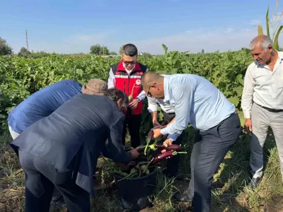 Şanlıurfa Birecik'te Coğrafi İşaretli Patlıcan Hasadıyla Festival Coşkusu Başladı