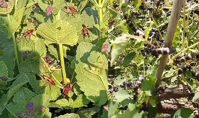 Hakkari'de çekirge istilası