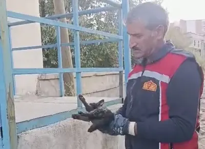 Yüksekova'da Otomobilin Motoruna Sıkışan Kedi İki Saatte Kurtarıldı