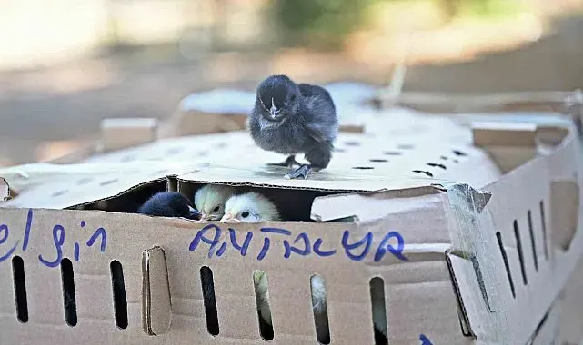 Otobüsle Bursa'dan Antalya'ya karton koliler ile 700 civciv gönderdiler