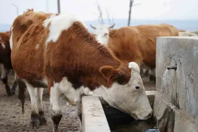 Kırıkkale'de Şap Hastalığı Nedeniyle Hayvan Pazarı Kapatıldı