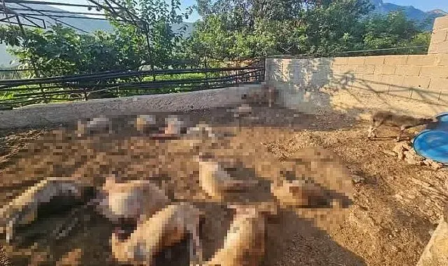 Mersin'de ağıla giren kurtlar 29 koyunu telef etti