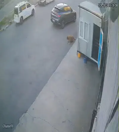 Afyonkarahisar'da Sokak Köpeğine Çarpan Sürücü Kaçtı