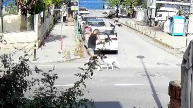 İSTANBUL'DA BAŞIBOŞ KÖPEK ENDİŞESİ: SAHİLDE SPOR YAPANLARA SALDIRDILAR