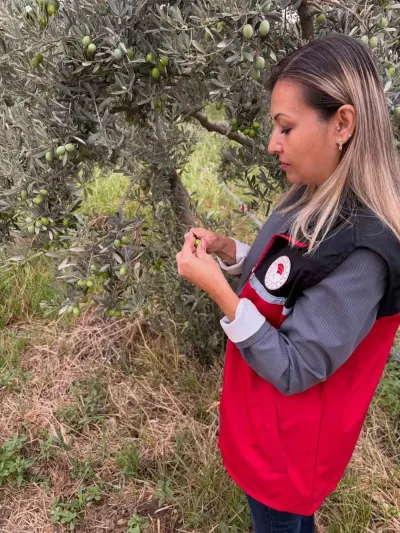 Burhaniye'de Zeytin Hasadı Öncesi Sinek Denetimleri Sıklaştırıldı