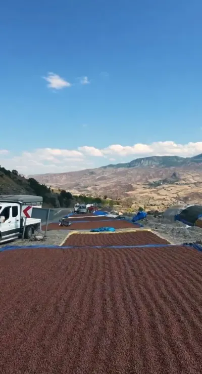 Giresunlu Üreticiler Yağışlı Havadan Kaçıp Fındığı Yol Kenarında Kurutuyor