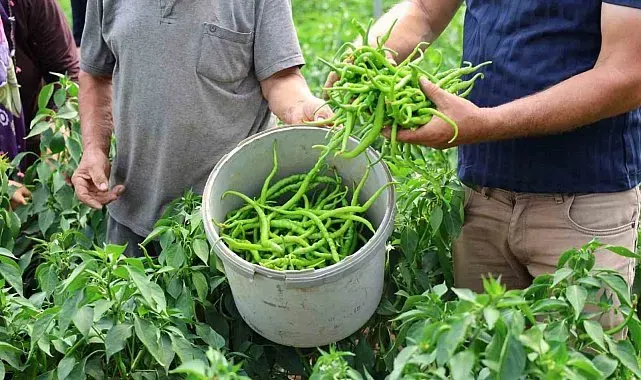 Kocaeli'de yüzde 50 hibe destekli modern seralarda ilk hasat başladı