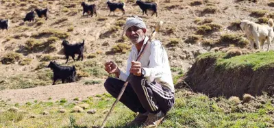 Bursa’dan Muş’a Dönerek Hayvancılığa Başlayan Medeni Kortaş Sürüsünü Büyüttü