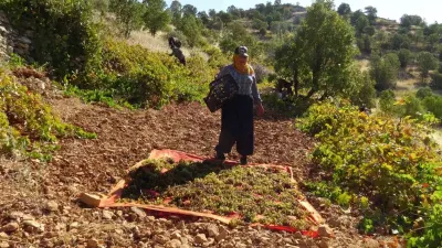 Batman Gercüş'te Geleneksel Bağ Bozumu ve Kuru Üzüm Mesaisi Başladı