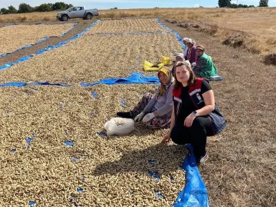Edirne Meriç'te Yer Fıstığı Hasadı Heyecanı Başladı