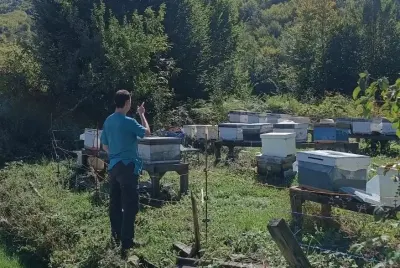 Düzce'nin Yığılca İlçesinde Arılı Kovan Sayımı Gerçekleştirildi