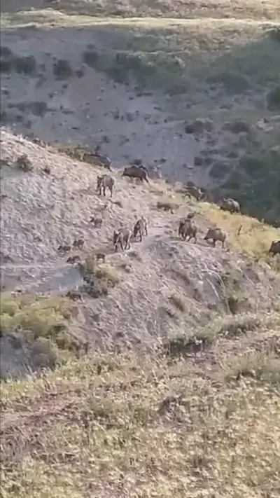 Elazığ'da yiyecek arayan domuz sürüsü kameraya yansıdı