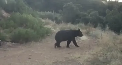 Çankırı Ormanlarında Yiyecek Arayan Ayı Fotokapana Yakalandı