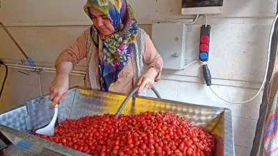 Havza'da Kuşburnu Marmeladında Mekanik Dönem: Günler Süren İşlem Dakikalara İndi