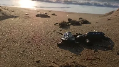 Kuşadası’nda Sel Sularının İzindeki Sürpriz Caretta Caretta Yuvasından 67 Yavru Çıktı