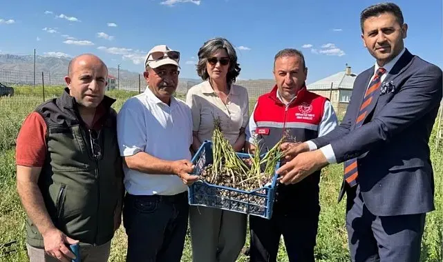 Yüksekova'da tarımda yeni dönem: Yoncalı köyünde ilk ticari salep hasadı yapıldı