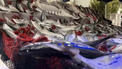 Kırklareli'nde Balıkçılardan Palamut Çağrısı: Kıymanın Kilosu Bin Lira, Palamut 130 TL