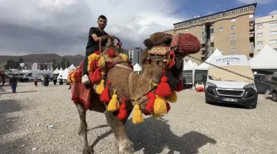 Hakkari Yüksekova’da Yöresel Etkinliğe Getirilen Develer ve Midilli Atları İlgi Odağı Oldu