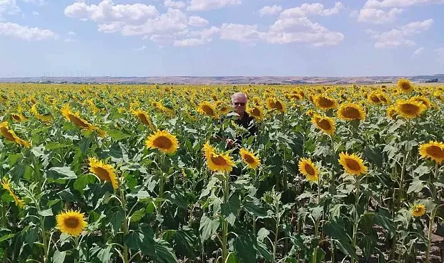 Anıza ayçiçeği ekimi yapan çiftçi kazanıyor