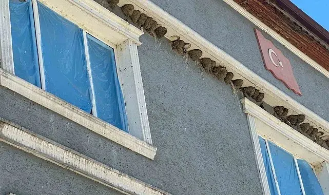 Kırlangıç yuvalarını bozmayıp pencereleri naylonla kapladılar