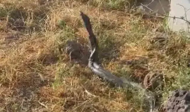 Sıcak hava devasa yılanları ortaya çıkardı