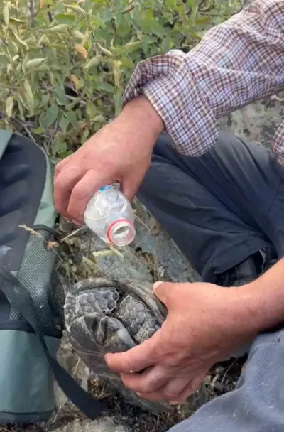 Elazığ'daki Dağlık Alanda Çıkan Yangından Kaçan Kaplumbağaya Vatandaşlar Yardım Eli Uzattı