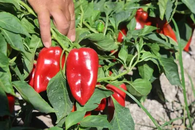Amik Ovası’nda Kavurucu Sıcakta Kapya Biber Hasadı Sürüyor