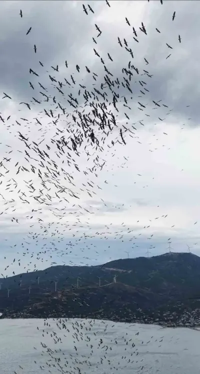 Marmara Denizi'nde Kuşların Görsel Şöleni Dronla Havadan Görüntülendi