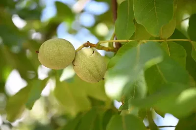 Kahramanmaraş'ta tescilli ceviz için hasat mesaisi başladı