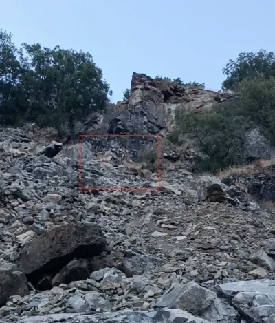 Diyarbakır'da Koruma Altındaki Dağ Keçileri Kameraya Yansıdı
