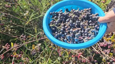 Konya'da Alternatif Tarım Ürünü Aronyanın Hasat Dönemi Başladı