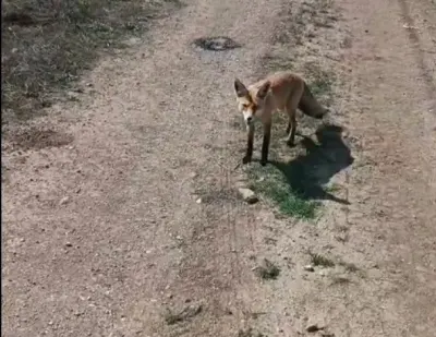 Bayburt'ta 'Mazlum' Adını Verdiği Tilkiyi Besleyen Vatandaşın İlginç Dostluğu