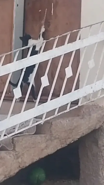 Elazığ'da Zeki Kedi Kapı Kolundaki İpi Çekerek Eve Girdi