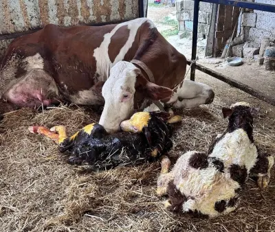 Tekirdağ'da Hayvancılık Yapan Çiftçinin İneği İkiz Doğurdu