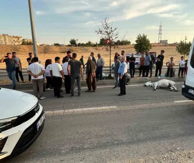 Batman'da Hafif Ticari Araç Eşeğe Çarpti