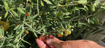Çin tıbbının şifa kaynağı Goji Berry Bitlis topraklarında yetişti