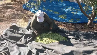 Mersin'de Zeytin Hasadı Başladı: Fiyatlar 10 ile 60 Lira Arasında Değişiyor