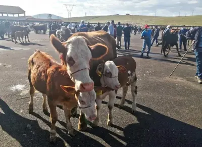 Bayburt'taki Yetiştiricilere Şap Hastalığına Karşı Kritik Aşı ve Tedbir Uyarısı
