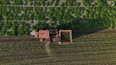 Yozgat'ta Şeker Pancarı Hasadı Başladı: Çiftçinin Yüzü Yağışlarla Güldü