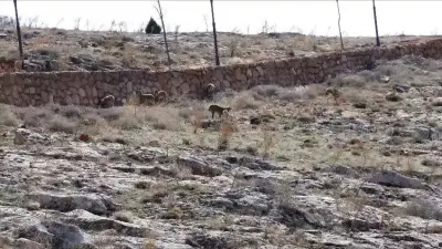Sivas Divriği'de Dağ Keçileri Cam Seyir Terası Çevresinde Görüldü