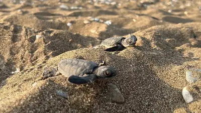 Mersin Sahillerinden Akdeniz'e Ufuk Açan Yolculuk: 100 Bin Yavru Kaplumbağa Denizle Buluştu