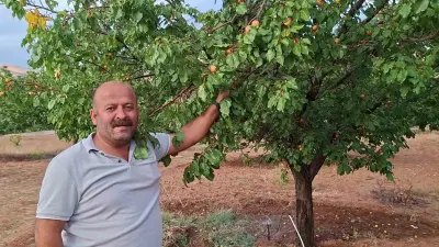 Malatya'da Hasat Dönemi Çoktan Bitti Ama Kayısı Ağaçları Hâlâ Meyve Veriyor