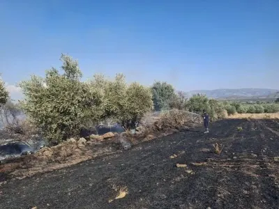 Hatay'ın Hassa İlçesinde Zeytinlik ve Anız Yangını Söndürüldü