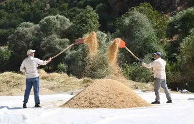Bitlis'te Yüzyıllık Gelenek: İmece Usulü Şeyhciman Pirinci Hasadı Başladı