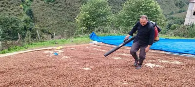 GİRESUNLU FINDIK ÜRETİCİSİ YAĞMUR ÇİLESİNE KARŞI ÜFLEME KÖRÜĞÜYLE ÇÖZÜM BULDU