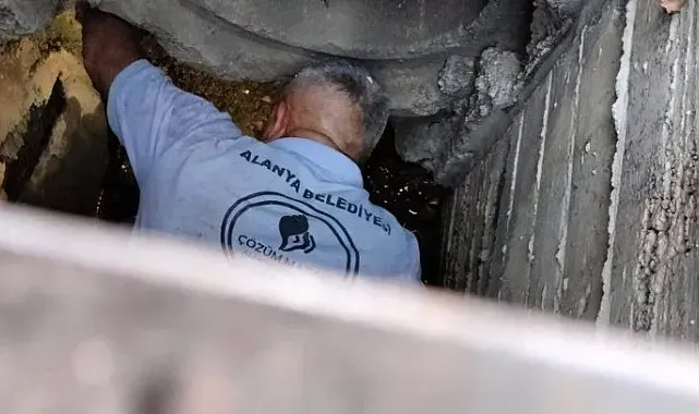 Kanalizasyona düşen kedi belediye ekiplerince kurtarıldı