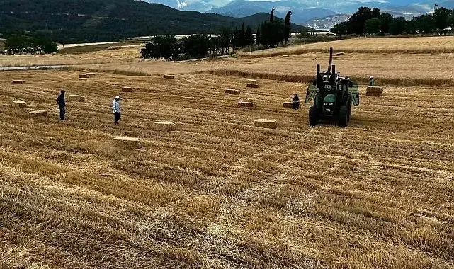 Sinop'ta yılın ilk buğdayları hasat edildi