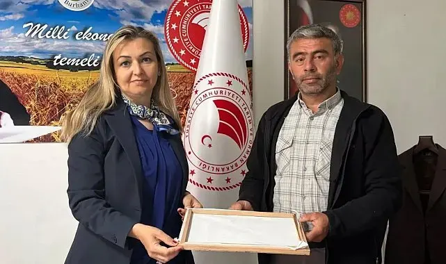 Burhaniye'de ipek böcekçiliğinde ilk kozalar hasat edildi